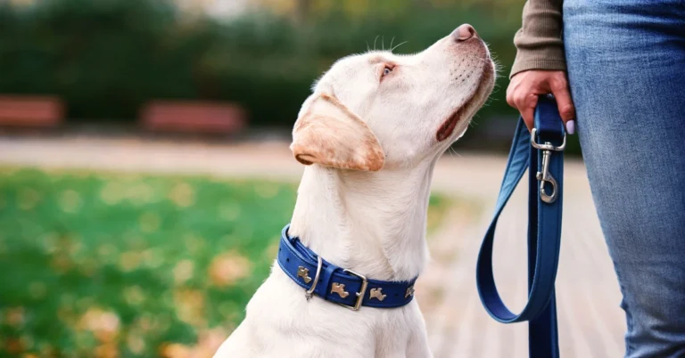 Top Dog Training Collars
