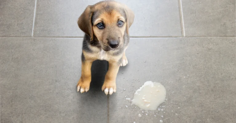 dog vomiting white foam