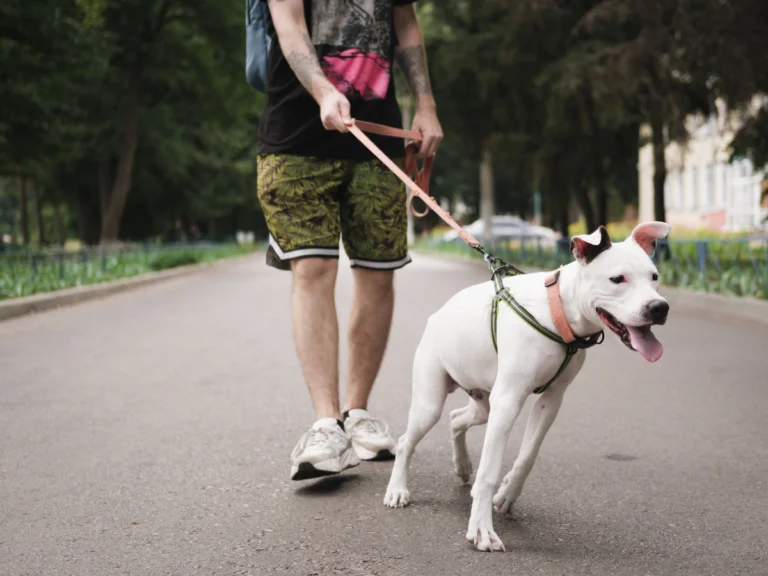 a reactive dog with a human in a park