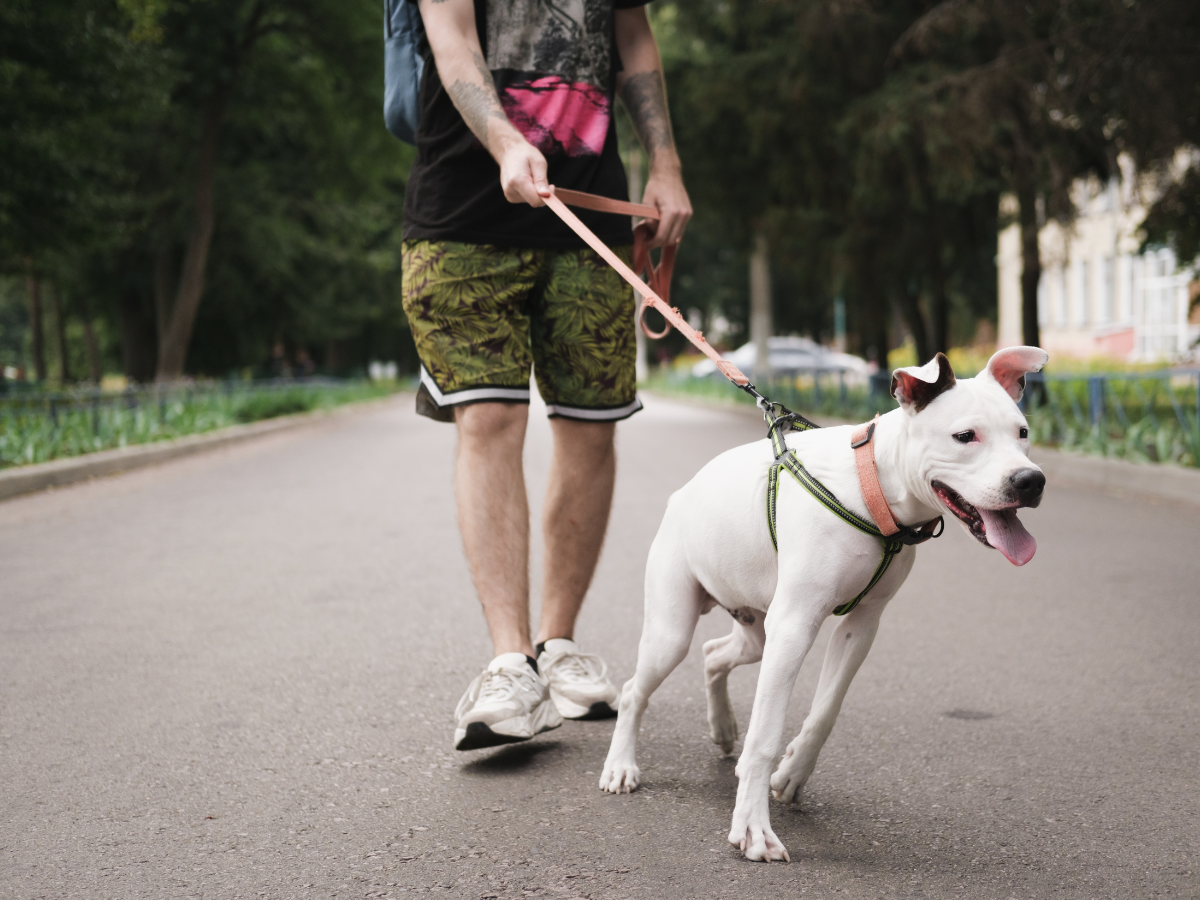 a reactive dog with a human in a park
